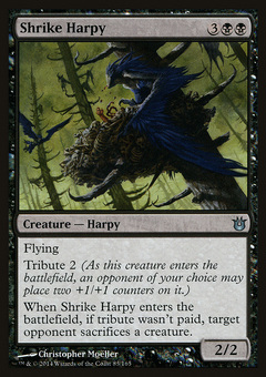 Shrike Harpy